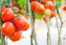 Como Plantar Tomate Cereja em Vasos imagem: Canva Pró