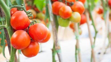 Como Plantar Tomate Cereja em Vasos imagem: Canva Pró