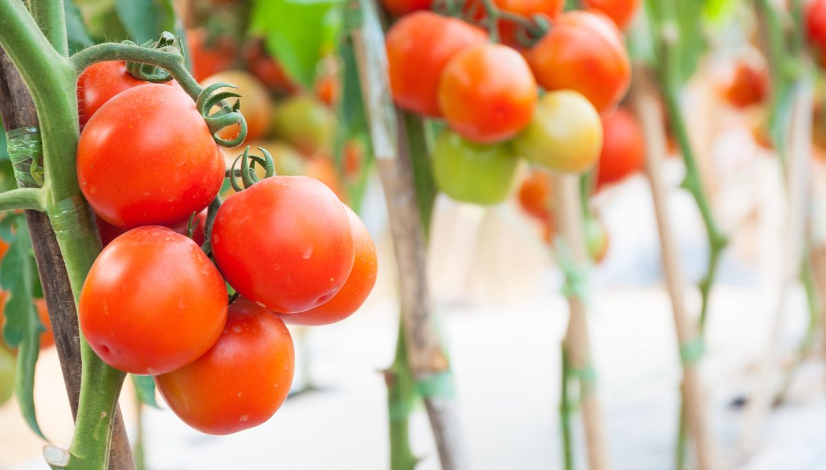 Como Plantar Tomate Cereja em Vasos imagem: Canva Pró